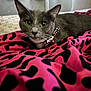 cat, gray_cat, yellow_eyes, bow_collar, leopard_print, blanket, pink, black_pattern, bed, indoor, pet, feline, whiskers, curious, lying_down, close_up, animal, domestic_cat, cute, portrait