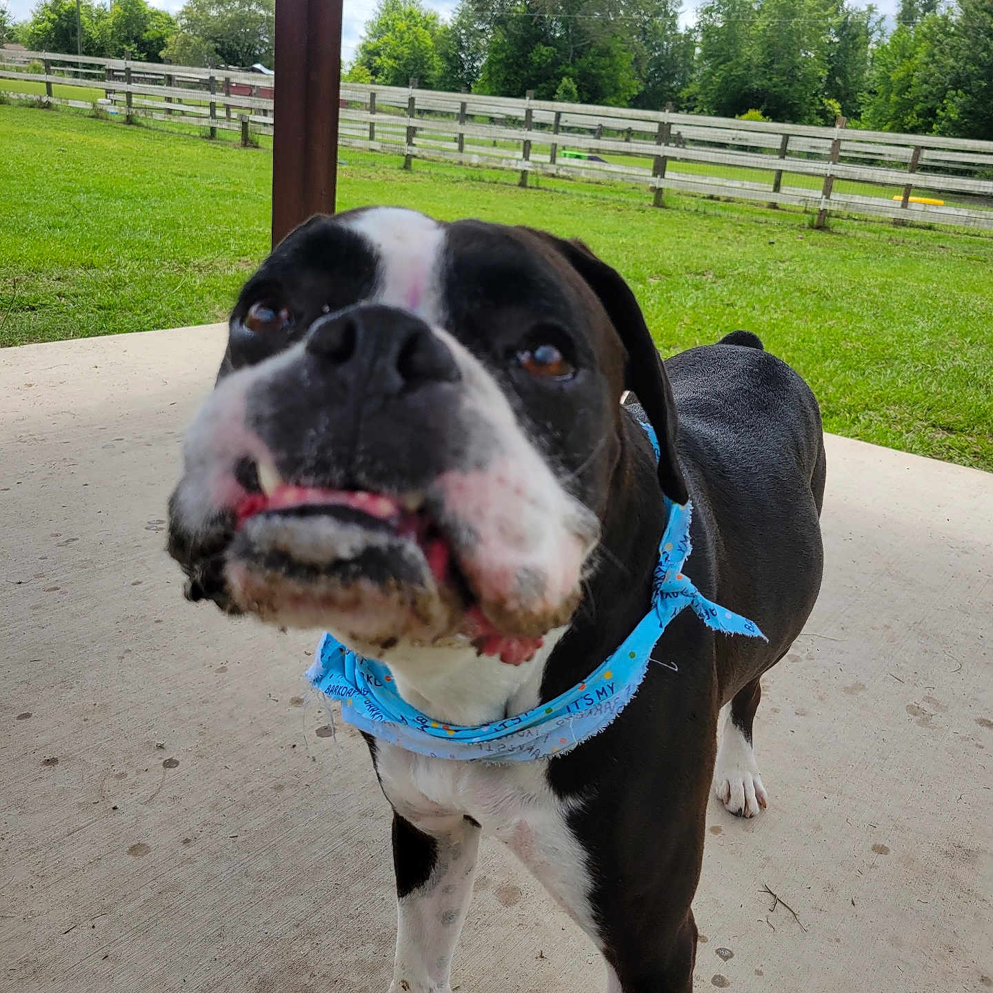 King is registered to the contest to win money with this photo: animal, bandana, black_and_white, blue, canine, cloudy, collar, concrete, curious, daytime, dog, fence, grass, muddy, nature, outdoor, pet, snout, trees, yard
