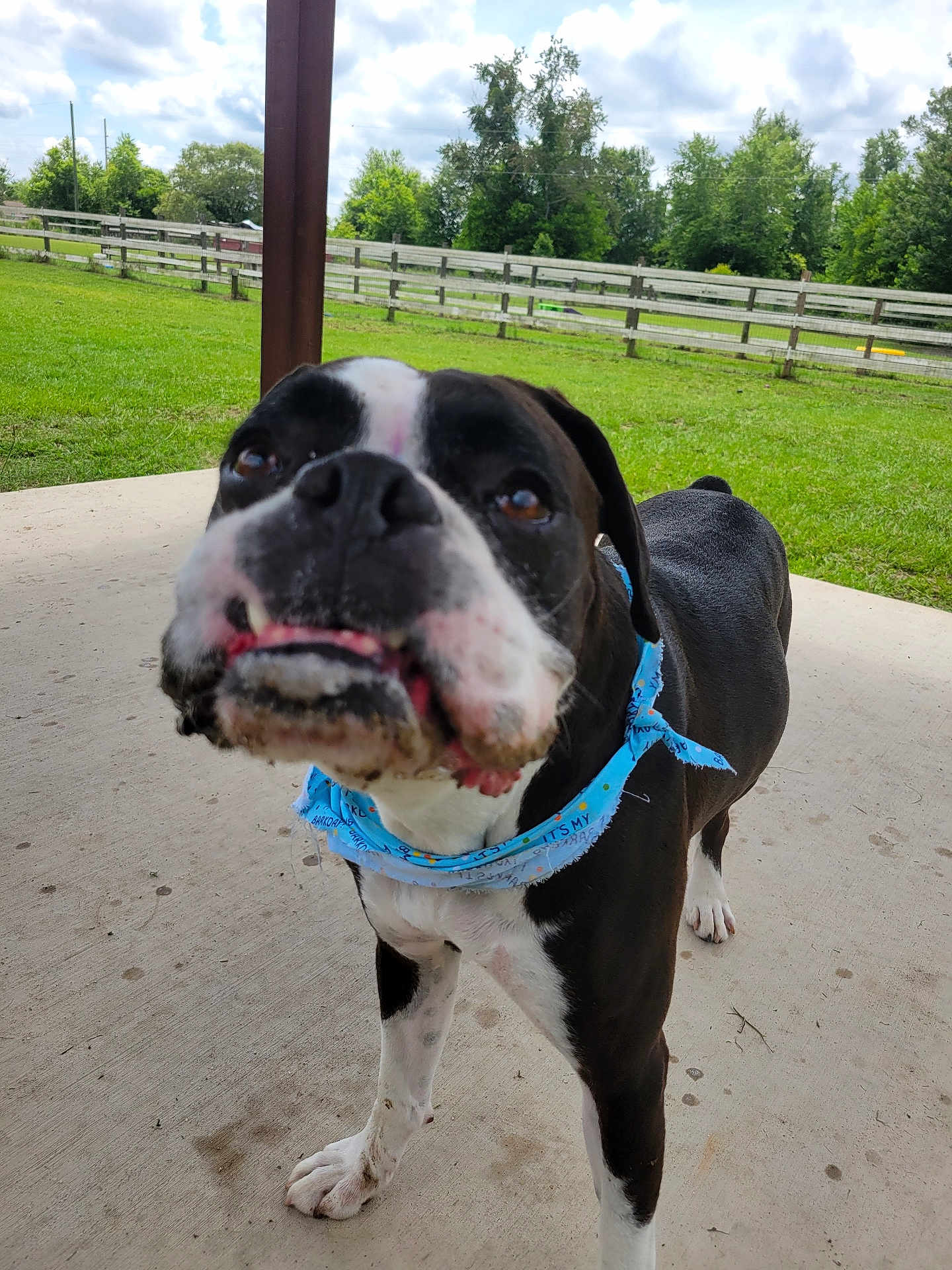 King is registered to the contest to win money with this photo: dog, black_and_white, bandana, outdoor, grass, fence, concrete, canine, pet, snout, muddy, curious, animal, yard, trees, blue, collar, daytime, cloudy, nature