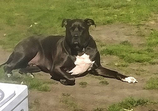 Theo joined the competition — help win amazing prizes! canidae, carnivore, companion_dog, dog, dog_breed, fawn, grass, hunting_dog, liver, non_sporting_group, plant, snout, sporting_group, tail, terrestrial_animal, working_animal, working_dog