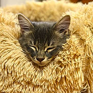 Amy a rejoint le concours — aidez-le/la à gagner de superbes lots ! kitten, cat, sleeping, cozy, fluffy, blanket, gray_tabby, fur, pet, domestic_animal, closeup, resting, cute, soft_texture, indoor, comfort, animal_face, whiskers, relaxation, warm