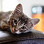 kitten, cat, gray_tabby, close_up, resting, sleepy, whiskers, ears, feline, indoor, leather_surface, texture, soft_light, portrait, animal, young_cat, cute, pet, relaxing, domestic_cat