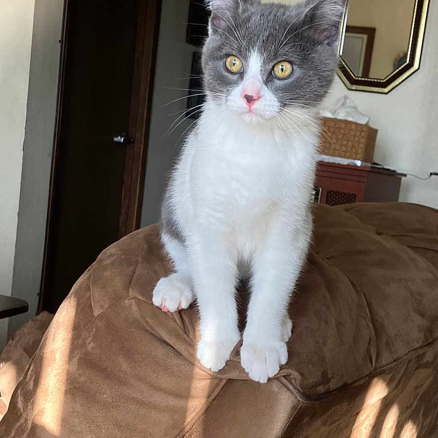 Ghost