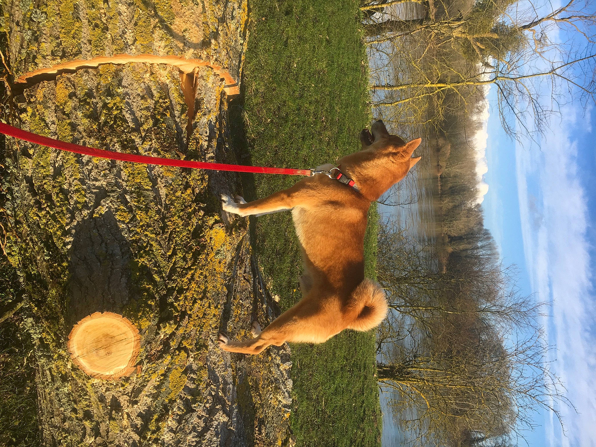 Jaïro a rejoint le concours — aidez-le/la à gagner de superbes lots ! autumn, branch, canidae, fawn, leaf, organism, plant, plant_stem, reflection, sunlight, tail, tree, trunk, wood