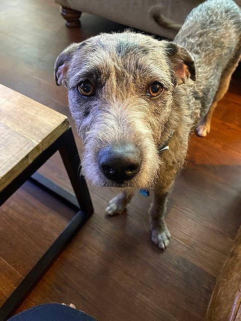 Shae joined the competition — help win amazing prizes! canidae, carnivore, companion_dog, dog, dog_breed, fawn, flooring, hardwood, outdoor_furniture, plank, rectangle, snout, sporting_group, table, terrestrial_animal, terrier, varnish, wood, wood_stain, working_animal