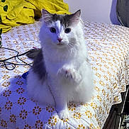 Rummy joined the competition — help win amazing prizes! animal, bed, blanket, cat, cozy, curious, feline, fur, furniture, gray, indoor, pattern, paws, pet, plant, quilt, resting, room, sitting, white