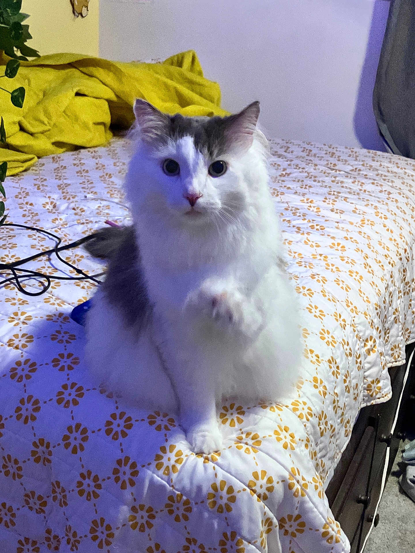 Rummy joined the competition — help win amazing prizes! animal, bed, blanket, cat, cozy, curious, feline, fur, furniture, gray, indoor, pattern, paws, pet, plant, quilt, resting, room, sitting, white