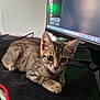 kitten, tabby, cat, computer, monitor, mousepad, gaming, indoor, pet, curious, young, fur, whiskers, ears, eyes, technology, wall, poster, desk, cable