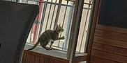 Amyra a rejoint le concours — aidez-le/la à gagner de superbes lots ! kitten, cat, indoor, windowsill, balcony, curious, paw, wooden_wall, window, glass, furniture, chair, floor, daylight, home, pet, animal, curiosity, railing, playful