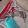 kitten, cat, sleeping, couch, blanket, pillow, tabby, indoor, cozy, furniture, soft, resting, pet, animal, feline, striped, relaxing, home, comfort, nap