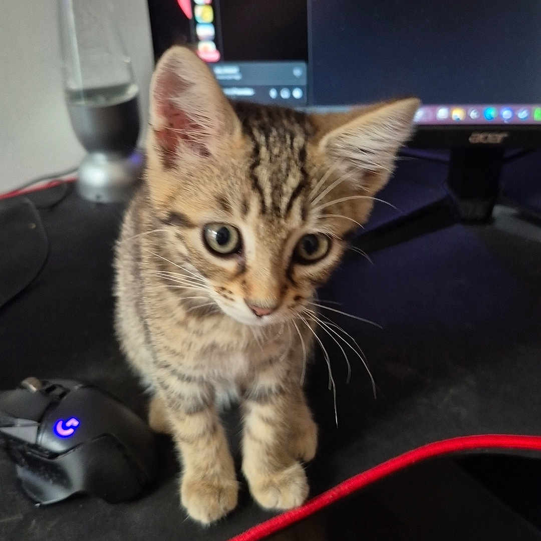 Amyra a rejoint le concours — aidez-le/la à gagner de superbes lots ! animal, cat, computer, curious, cute, desk, feline, gaming_mouse, hand, indoor, kitten, lava_lamp, monitor, mouse, pet, small, tabby, technology, whiskers, young