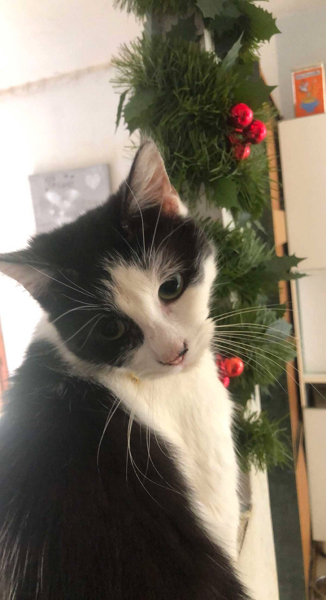 Muse a rejoint le concours — aidez-le/la à gagner de superbes lots ! carnivore, cat, christmas_decoration, christmas_ornament, christmas_tree, conifer, domestic_short_haired_cat, event, felidae, fir, fur, holiday, interior_design, plant, small_to_medium_sized_cats, tail, tree, twig, whiskers, window