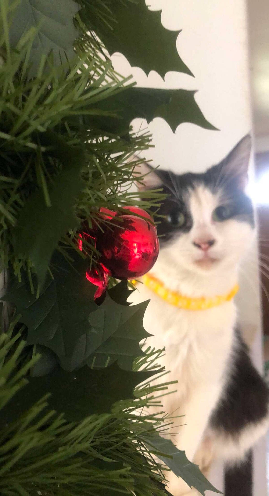 Muse participe au concours pour gagner de l'argent avec cette photo : carnivore, cat, christmas_decoration, christmas_ornament, christmas_tree, close_up, event, evergreen, felidae, grass, holiday, holiday_ornament, ornament, plant, small_to_medium_sized_cats, snout, tree, twig, whiskers, wood