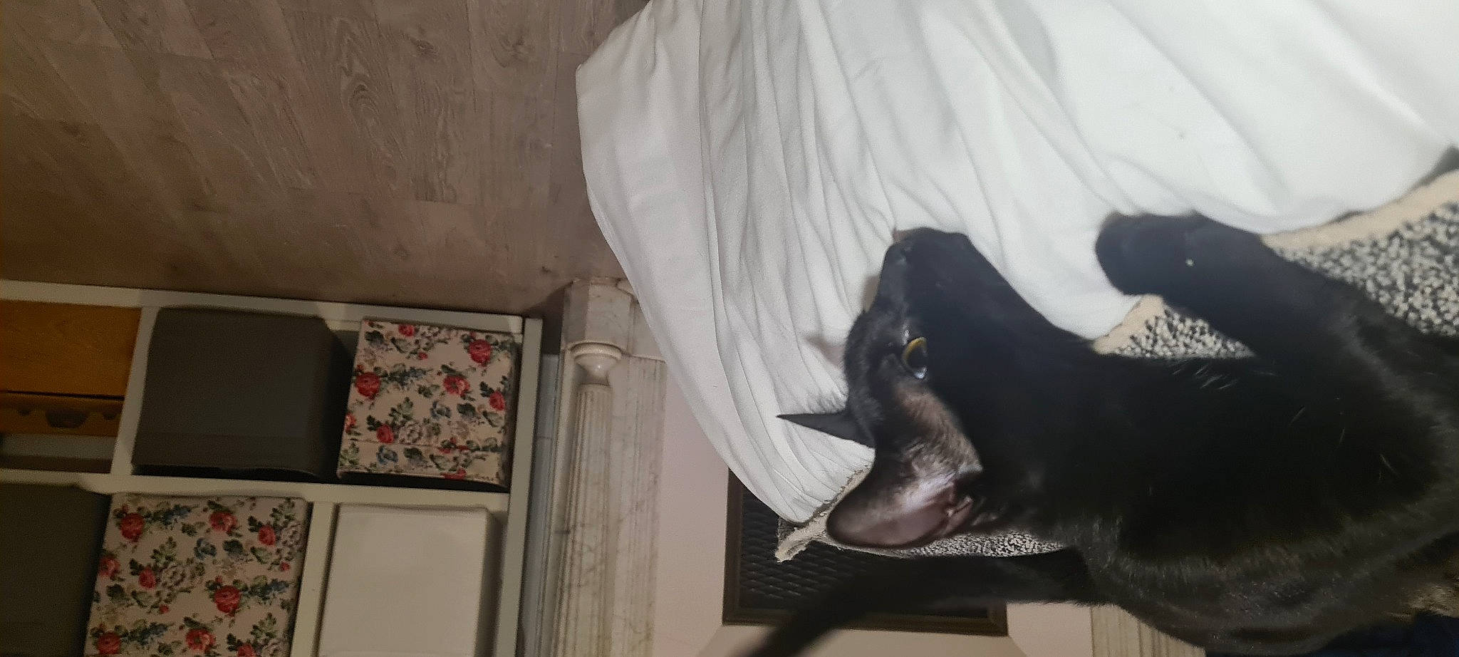 Nawal participe au concours pour gagner de l'argent avec cette photo : canidae, carnivore, cat, dog_breed, fang, felidae, fish, fur, gesture, jaw, linens, room, small_to_medium_sized_cats, snout, sporting_group, tail, visual_arts, whiskers, wood