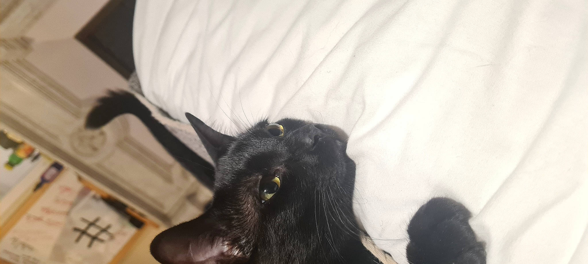 Nawal a rejoint le concours — aidez-le/la à gagner de superbes lots ! black_cat, bombay, canidae, carnivore, cat, claw, comfort, dog_breed, domestic_short_haired_cat, ear, eye, eyelash, felidae, fur, gesture, small_to_medium_sized_cats, snout, sporting_group, tail, whiskers