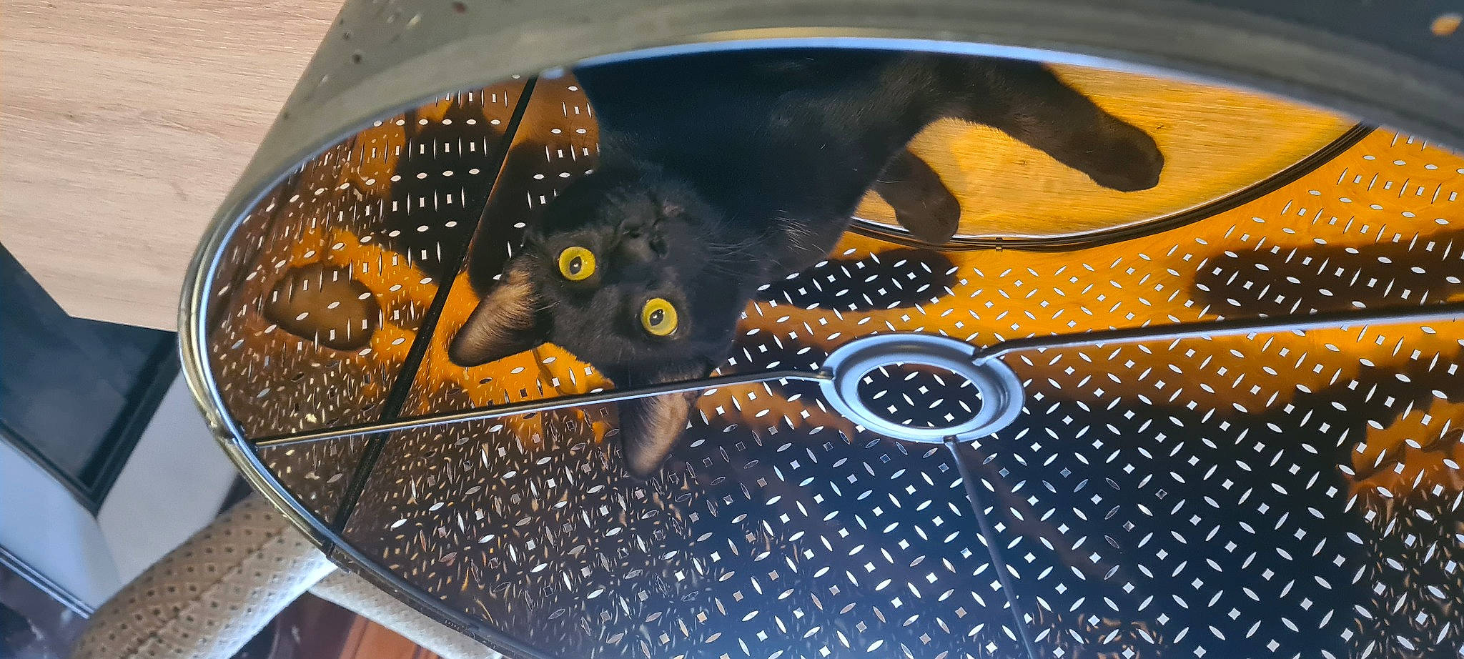Nawal participe au concours pour gagner de l'argent avec cette photo : auto_part, automotive_exterior, automotive_lighting, automotive_wheel_system, carnivore, circle, electric_blue, fashion_accessory, felidae, hood, metal, pattern, rim, small_to_medium_sized_cats, steering_wheel, whiskers, windshield
