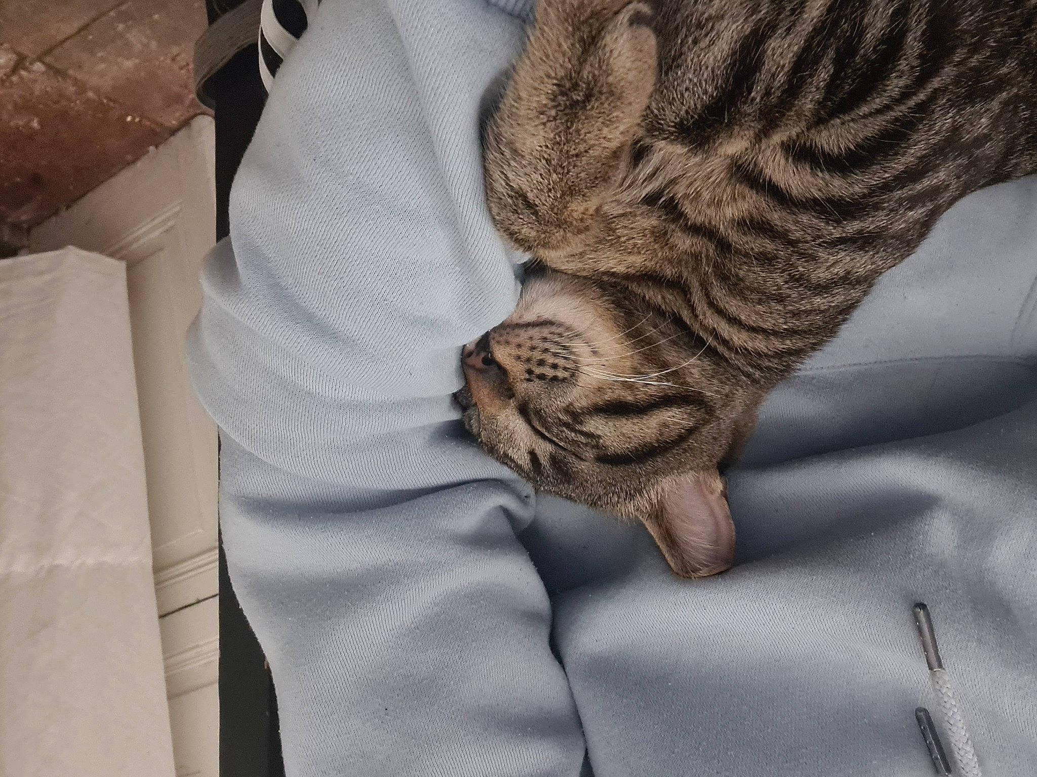 Inti a rejoint le concours — aidez-le/la à gagner de superbes lots ! bengal_tiger, big_cats, carnivore, comfort, fawn, felidae, fur, grey, hand, human_leg, leg, linens, pattern, sleeve, small_to_medium_sized_cats, snout, tail, terrestrial_animal, whiskers, wood