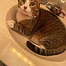 Charlotte joined the competition — help win amazing prizes! bathroom, cat, close_up, collar, cute, domestic_animal, faucet, green_eyes, indoor, paw, pet, porcelain, relaxed, sink, sitting, striped_fur, tabby_cat, tail, tile_floor, whiskers