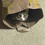 Charlotte is registered to the contest to win money with this photo: carpet, cat, closeup, curious, eyes, floor, fur, grocery_bag, handle, head, hiding, household, indoor, paper_bag, peeking, pet, playful, portrait, tabby_cat, whiskers