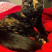 Piper joined the competition — help win amazing prizes! bed, bell, cat, close_up, collar, cozy, curled, domestic_cat, ears, feline, fur, green_eyes, indoor, pet, portrait, red_blanket, relaxed, tail, tortoiseshell_cat, whiskers