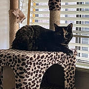 Piper joined the competition — help win amazing prizes! cat, cat_tree, cozy, feline, fur, furniture, gaze, green_eyes, home_interior, indoor, leopard_print, perched, pet, scratching_post, shadow, skull_pillow, sunlight, tortoiseshell_cat, toy_ball, window_blinds