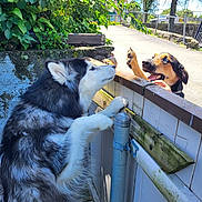 Una joined the competition — help win amazing prizes! dog, playful, fence, outdoor, sunlight, blue_sky, greenery, pets, canine, happy, tongue_out, excited, black_and_white, brown_and_black, fur, nature, daytime, interaction, animal, companion