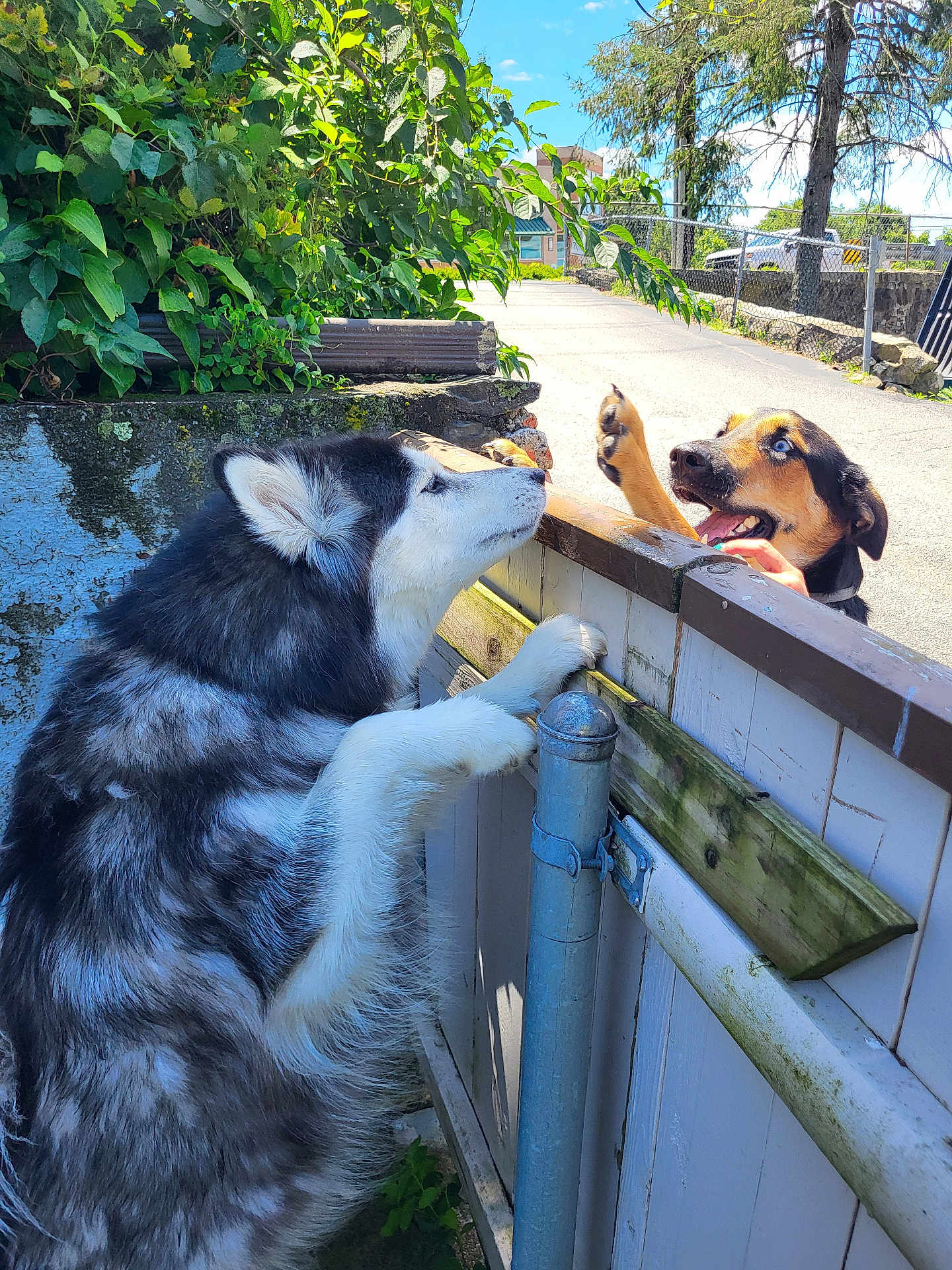 Una joined the competition — help win amazing prizes! dog, playful, fence, outdoor, sunlight, blue_sky, greenery, pets, canine, happy, tongue_out, excited, black_and_white, brown_and_black, fur, nature, daytime, interaction, animal, companion