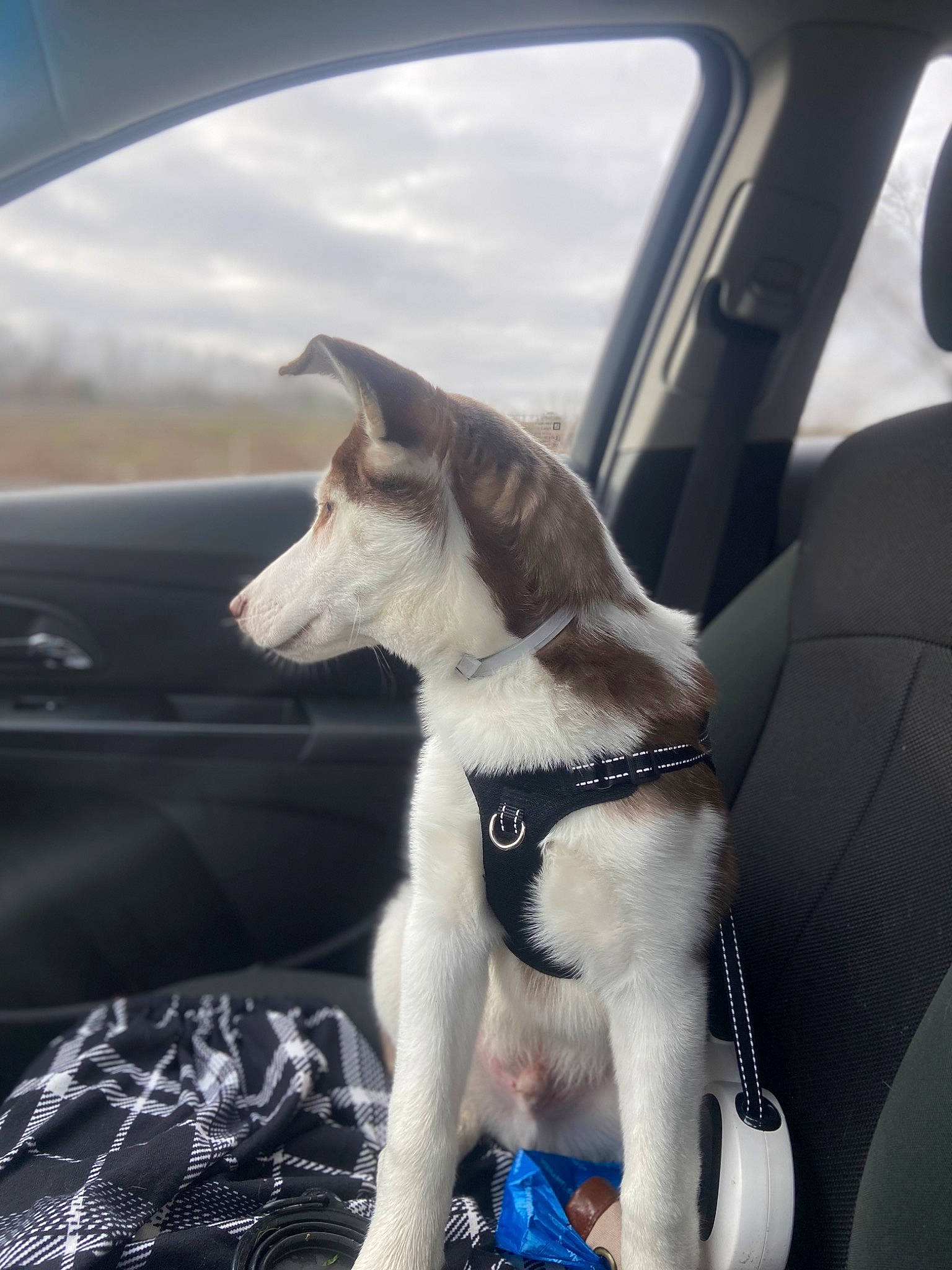 Frodo is registered to the contest to win money with this photo: auto_part, automotive_exterior, automotive_mirror, car, car_seat, car_seat_cover, carnivore, collar, companion_dog, dog, dog_breed, dog_collar, fawn, head_restraint, motor_vehicle, snout, sporting_group, vehicle, vehicle_door, windshield