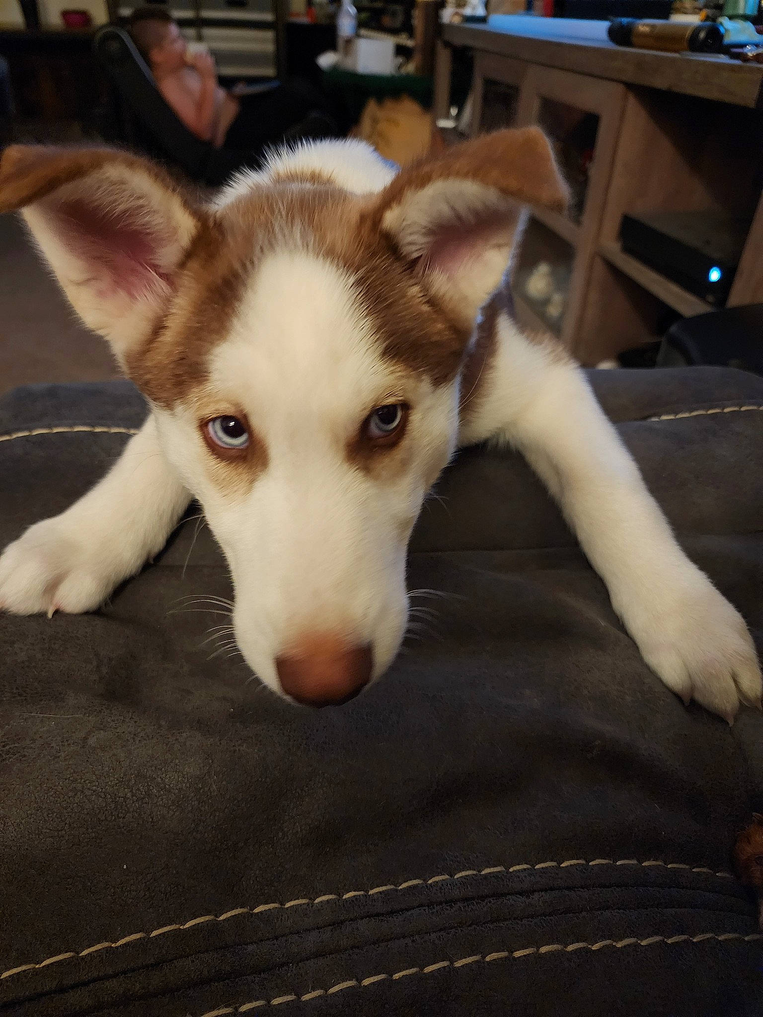 Frodo is registered to the contest to win money with this photo: ancient_dog_breeds, canidae, carnivore, chair, comfort, companion_dog, dog, dog_breed, fawn, flooring, foot, fur, non_sporting_group, paw, puppy, sporting_group, terrestrial_animal, wood, working_animal, working_dog