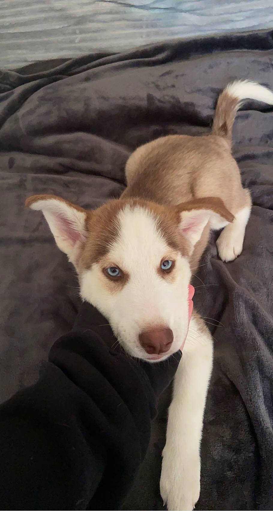 Frodo is registered to the contest to win money with this photo: ancient_dog_breeds, canidae, carnivore, comfort, companion_dog, dog, dog_breed, fawn, fur, jaw, non_sporting_group, paw, snout, sporting_group, tail, terrestrial_animal, whiskers, wood, working_animal, working_dog