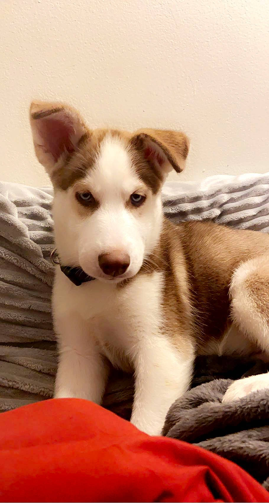 Frodo joined the competition — help win amazing prizes! ancient_dog_breeds, canidae, carnivore, companion_dog, dog, dog_breed, fur, non_sporting_group, paw, puppy, siberian_husky, snout, sporting_group, street_dog, terrestrial_animal, whiskers, working_animal, working_dog