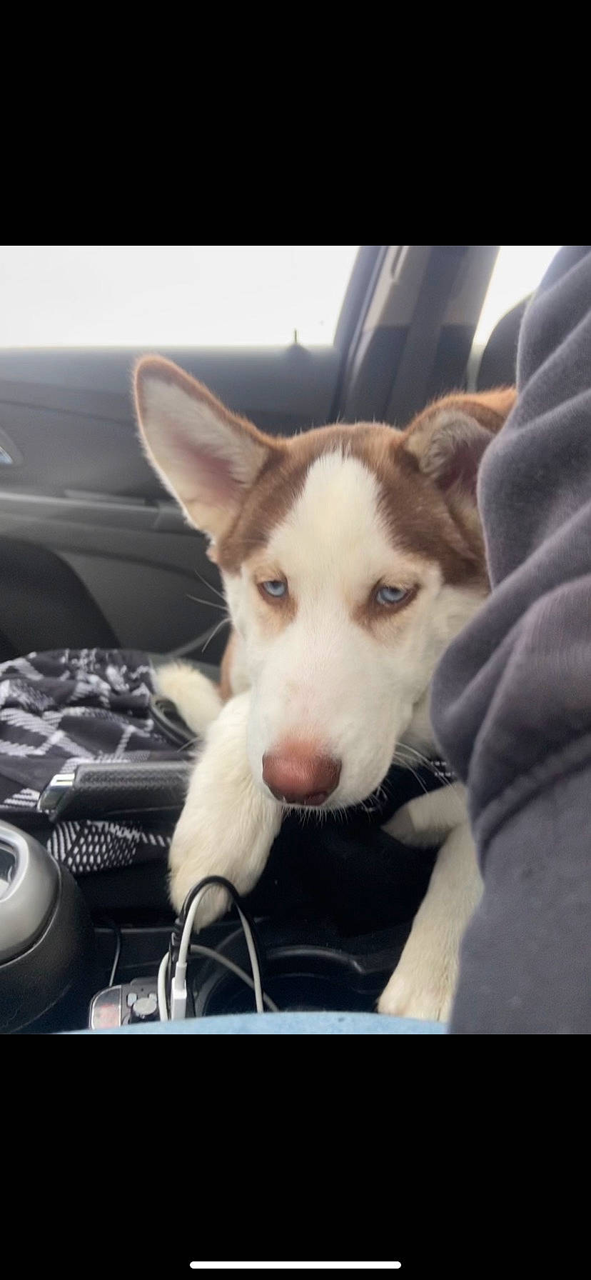 Frodo is registered to the contest to win money with this photo: car, carnivore, companion_dog, dog, dog_breed, foot, fur, happy, herding_dog, metal, paw, siberian_husky, sled_dog, steering_wheel, vehicle, vehicle_door, whiskers, windshield, working_animal, working_dog