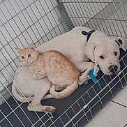 Bierry participe au concours pour gagner de l'argent avec cette photo : dog, cat, pet, crate, indoor, resting, sleepy, curious, white_dog, ginger_cat, animal, companions, bed, floor, tile, collar, snuggling, friendship, cage, quiet