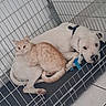 dog, cat, pet, crate, indoor, resting, sleepy, curious, white_dog, ginger_cat, animal, companions, bed, floor, tile, collar, snuggling, friendship, cage, quiet