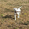 Bierry participe au concours pour gagner de l'argent avec cette photo : dog, white_dog, stick, grass, field, outdoor, pet, animal, playful, happy, canine, nature, summer, sunlight, collar, running, fetch, tail, daytime, brown_grass