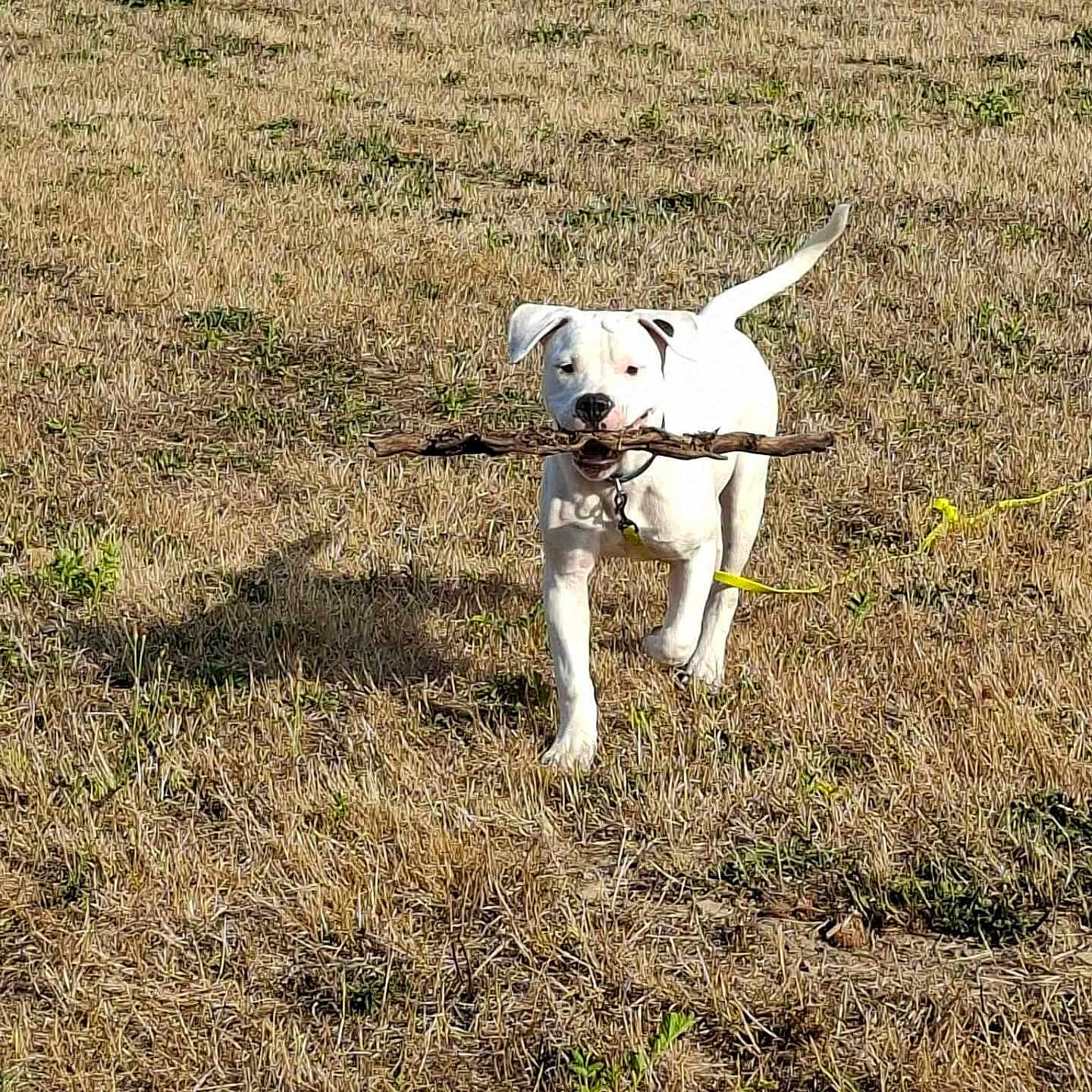 Bierry participe au concours pour gagner de l'argent avec cette photo : dog, white_dog, stick, grass, field, outdoor, pet, animal, playful, happy, canine, nature, summer, sunlight, collar, running, fetch, tail, daytime, brown_grass