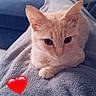 cat, kitten, orange_cat, pet, animal, blanket, cozy, indoor, furniture, living_room, cute, fur, ears, whiskers, eyes, resting, comfort, soft, heart_emoji, domestic_animal