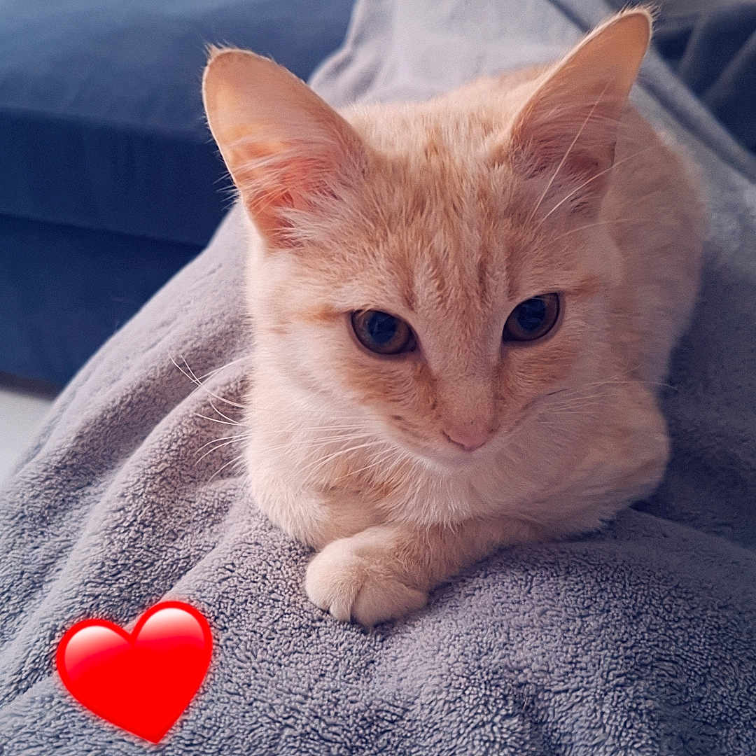 Nala