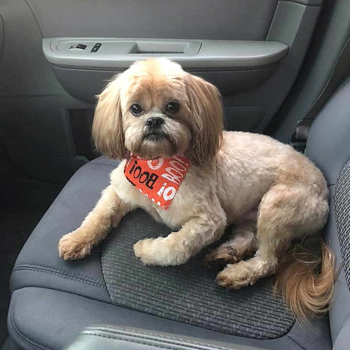 Jax Johnson is registered to the contest to win money with this photo: auto_part, car, car_seat, car_seat_cover, carnivoran, companion_dog, dog, dog_breed, dog_breed_group, dog_like_mammal, family_car, lhasa_apso, shih_tzu, snout, vehicle, vehicle_door