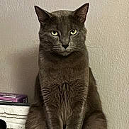Tot joined the competition — help win amazing prizes! cat, gray_cat, pet, animal, feline, sitting, indoor, portrait, fur, whiskers, ears, eyes, face, looking, texture, wall, household, domestic, calm, still