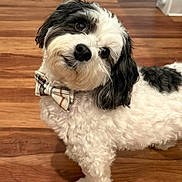 Jax joined the competition — help win amazing prizes! dog, bow_tie, black_and_white, fluffy, pet, indoor, wooden_floor, cute, head_tilt, small_dog, fur, animal, companion, domestic, portrait, looking_up, adorable, friendly, house, well_groomed