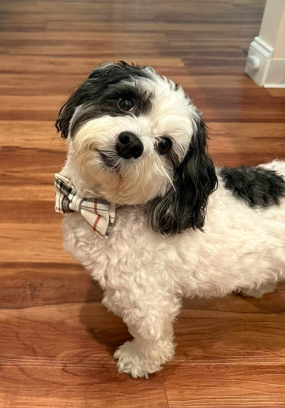 Jax joined the competition — help win amazing prizes! dog, bow_tie, black_and_white, fluffy, pet, indoor, wooden_floor, cute, head_tilt, small_dog, fur, animal, companion, domestic, portrait, looking_up, adorable, friendly, house, well_groomed