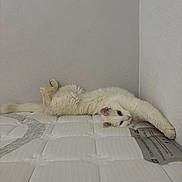 Prada a rejoint le concours — aidez-le/la à gagner de superbes lots ! cat, white_cat, fluffy, mattress, stretching, indoor, relaxed, pet, animal, feline, wall, texture, soft, resting, paw, curious, quiet, home, cozy, sleepy