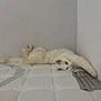 cat, white_cat, fluffy, mattress, stretching, indoor, relaxed, pet, animal, feline, wall, texture, soft, resting, paw, curious, quiet, home, cozy, sleepy