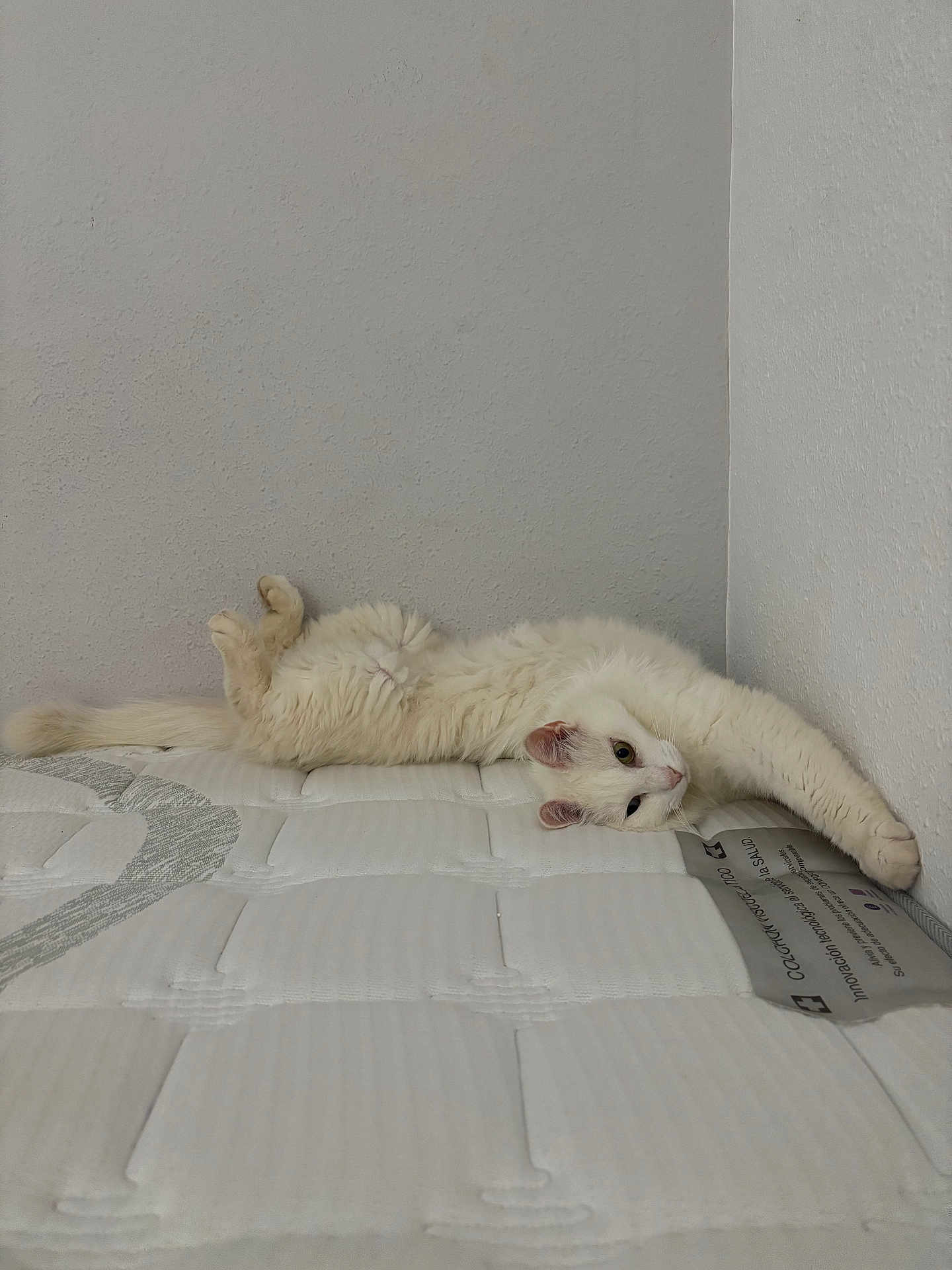 Prada a rejoint le concours — aidez-le/la à gagner de superbes lots ! cat, white_cat, fluffy, mattress, stretching, indoor, relaxed, pet, animal, feline, wall, texture, soft, resting, paw, curious, quiet, home, cozy, sleepy