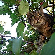 Filou a rejoint le concours — aidez-le/la à gagner de superbes lots ! cat, tabby_cat, animal, tree, apple_tree, apple, leaves, greenery, nature, outdoor, branch, feline, curious, whiskers, closeup, daylight, mammal, wildlife, plant, exploration
