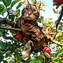 Filou participe au concours pour gagner de l'argent avec cette photo : cat, tabby_cat, apple_tree, apples, tree_branch, green_leaves, outdoor, nature, animal, pet, feline, curious, sunlight, daylight, close_up, wildlife, mammal, climbing, forest, plant