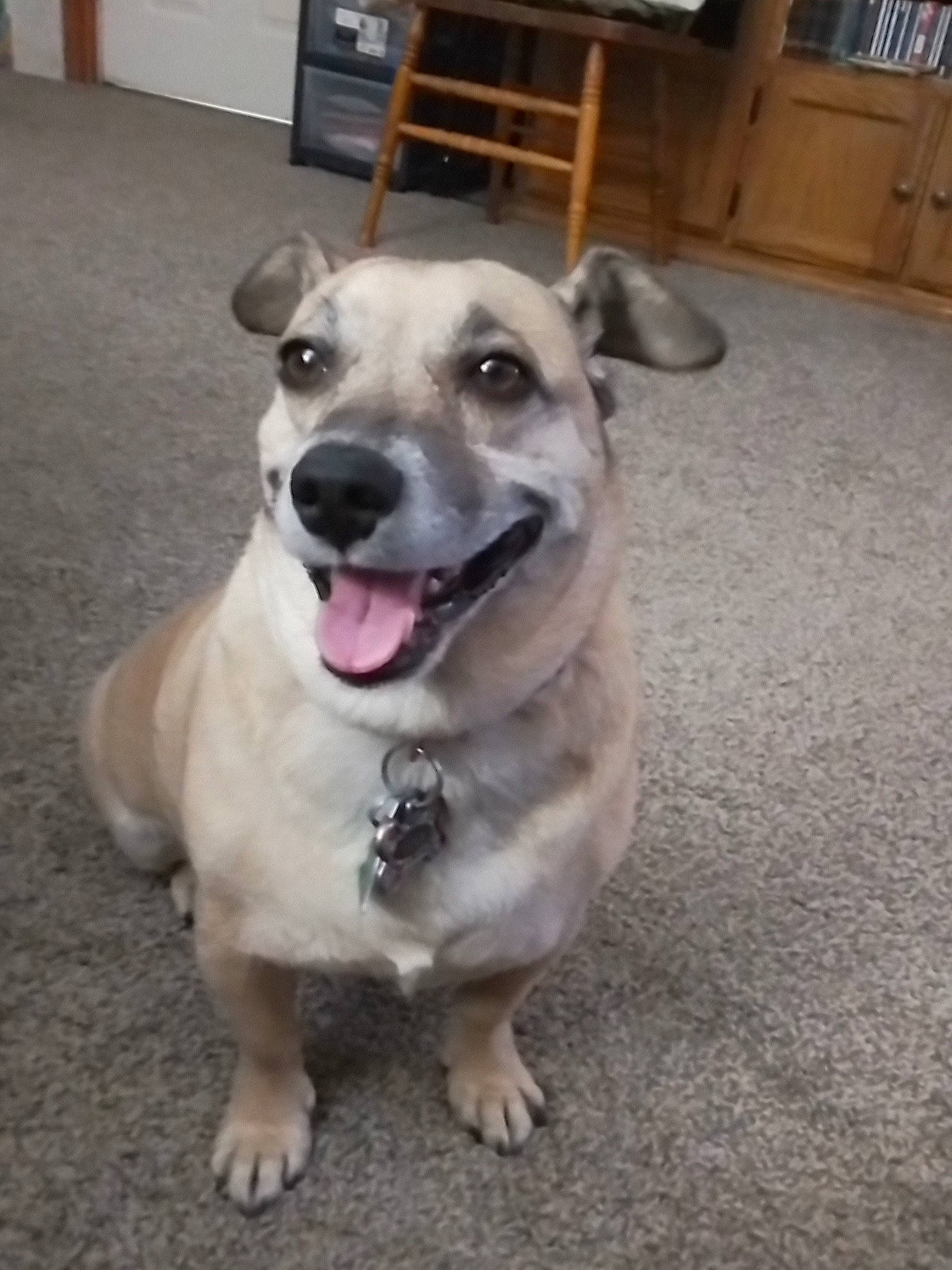 Lola joined the competition — help win amazing prizes! cabinetry, carnivore, collar, companion_dog, dog, dog_breed, dog_collar, dog_supply, door, fawn, flooring, hardwood, leash, pet_supply, snout, sporting_group, street_dog, whiskers, wood, working_animal