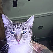 Snickers joined the competition — help win amazing prizes! cat, blue_eyes, close_up, indoor, ceiling_fan, tattoo, animal, pet, whiskers, fur, pink_nose, face, portrait, looking_at_camera, domestic_cat, tabby_cat, light, shadow, human_arm, home