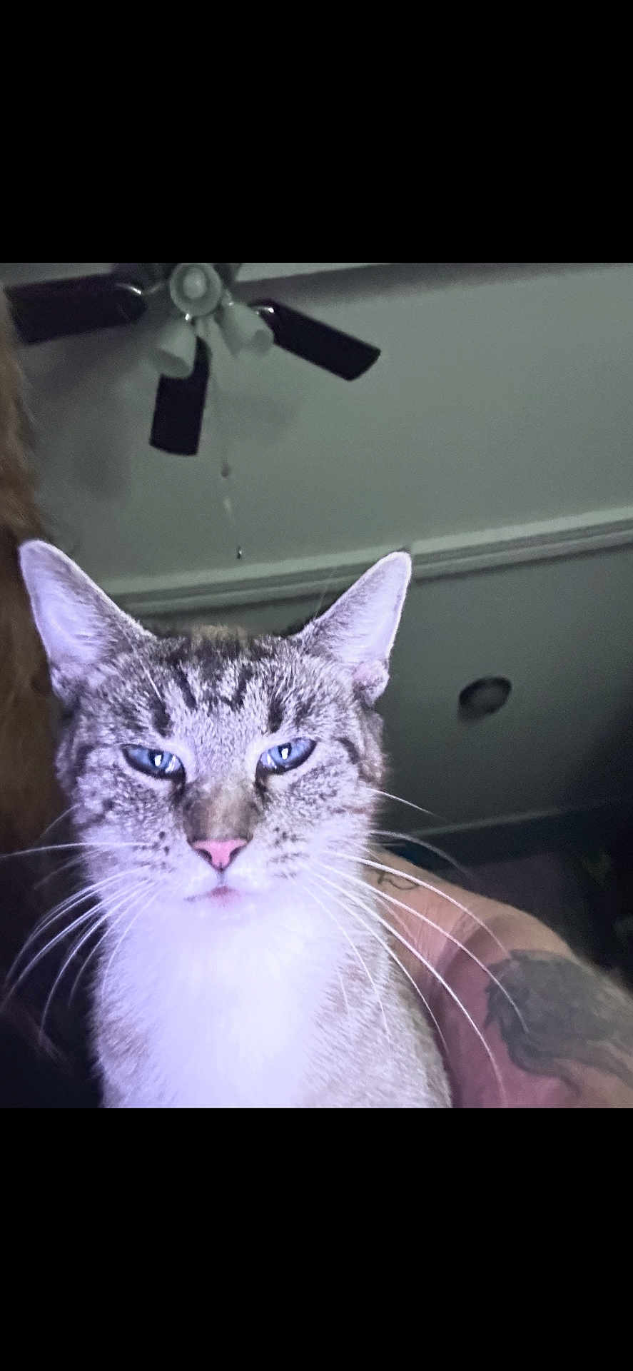 Snickers joined the competition — help win amazing prizes! cat, blue_eyes, close_up, indoor, ceiling_fan, tattoo, animal, pet, whiskers, fur, pink_nose, face, portrait, looking_at_camera, domestic_cat, tabby_cat, light, shadow, human_arm, home